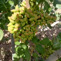 کود اوره
