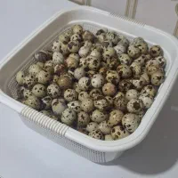 تخم بلدرچین ارگانیک سید