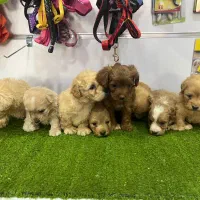 شهر پودل ، poodle city