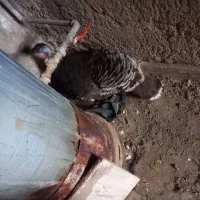 بوقلمون جوان  ماده.  خریدار واقعی تخفیف. هم دارد