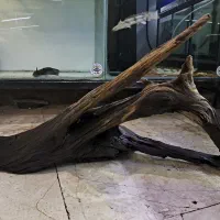 ماهی و آکواریوم تنه آبنوس بزرگ