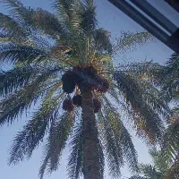 نخل سرسبز حراج