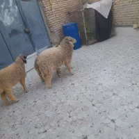 بره  نر ۲ با یک عدد ماده