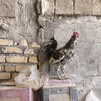 خروس گلین