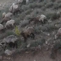 میش جوان با بره