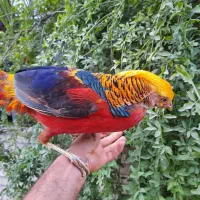 جوجه زینتی بلژیکی لیمویی لیدی