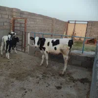 3عدد گوساله نر و یک ماده