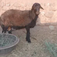 قوچ شیشک بذری