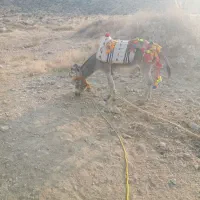 فروش الاغ