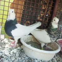 کفتر طوقی|پرنده|بم, |دیوار