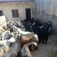 بزچاق درجه 1جهت مراسم شادی و...