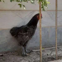 فروش مرغ و خروس