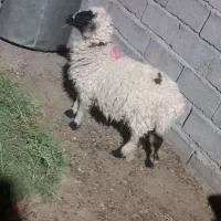 ۲عدد ترشت ۱بره