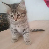 بچه گربه زیباخونگی ۴ ماهه