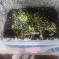 درآمد عالی خونگی با پرورش حلزون آلبینو و خاویار|خزنده|ارومیه, |دیوار