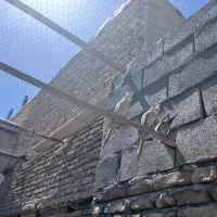 عروس هلندی  نروماده