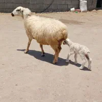 میش شیرازی جوان دوقلو زا با بره ماده کنارش