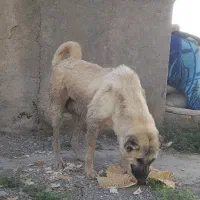 سگ  سرابی
