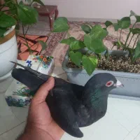 کبوتر