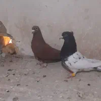 کبوتر پرشی