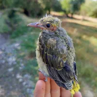 پرنده