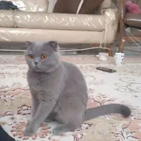 گربه اسکاتیش