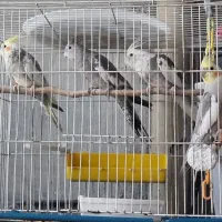 عروس هلندی