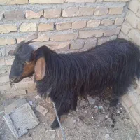 بز کوهی سوران خ آزادی