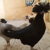مرغ و خروس لهستانی.مخصوص خاص پسندا
