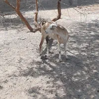 کهره جمولی با بچه نر