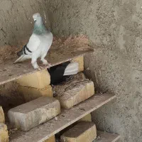 دمسفید|پرنده|خمینی‌شهر, |دیوار