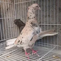 کبوتر جفتگاهی هفترنگ،سرخ و زرد،کلاغ دمسفید عتیقه