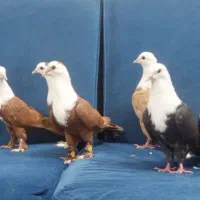 کلاغ|پرنده|رضویه, |دیوار