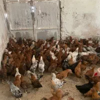جوجه مرغ دورگ گلپایگانی ۴ماهه درشت
