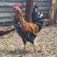 خروس گلین لری اصل عشایری (یکساله)