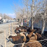 گوسفند زنده با قصاب مجرب