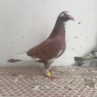 کبوتر|پرنده|مشهد, وکیل‌آباد|دیوار