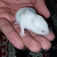 همستر خرگوش