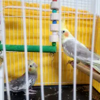 یک جفت عروس هلندی با قفس