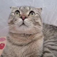 واگذاری گربه اسکاتیش فولد ماده ۱ساله