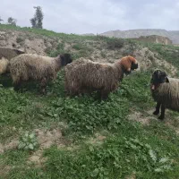 قوچ‌بختیاری