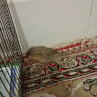 دمبیل جوان
