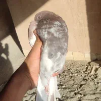 کبوتر پرشی