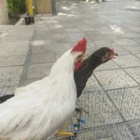 مرغ سنگین وزن