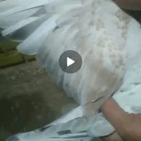 هفرنگ لک دار