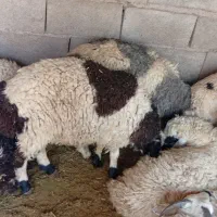 فروش 15راس بره نر