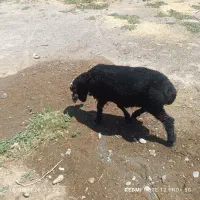 بره نر چاق