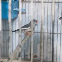 فنچ