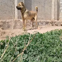 توله سگ سرابی