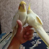 عروس هلندی